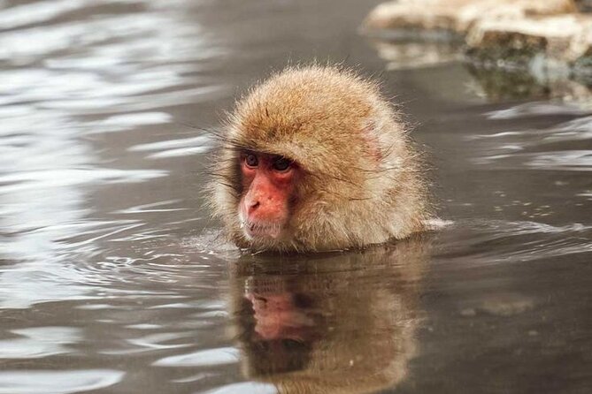 Snow Monkeys Sake Tasting Zenko-ji and Monzen Terrace Lunch